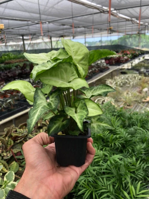 Syngonium 'White Butterfly' - Image 9