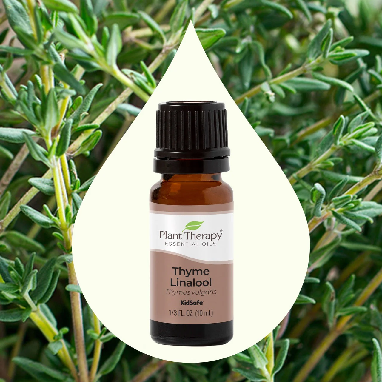 Thyme Linalool Essential Oil - Image 2