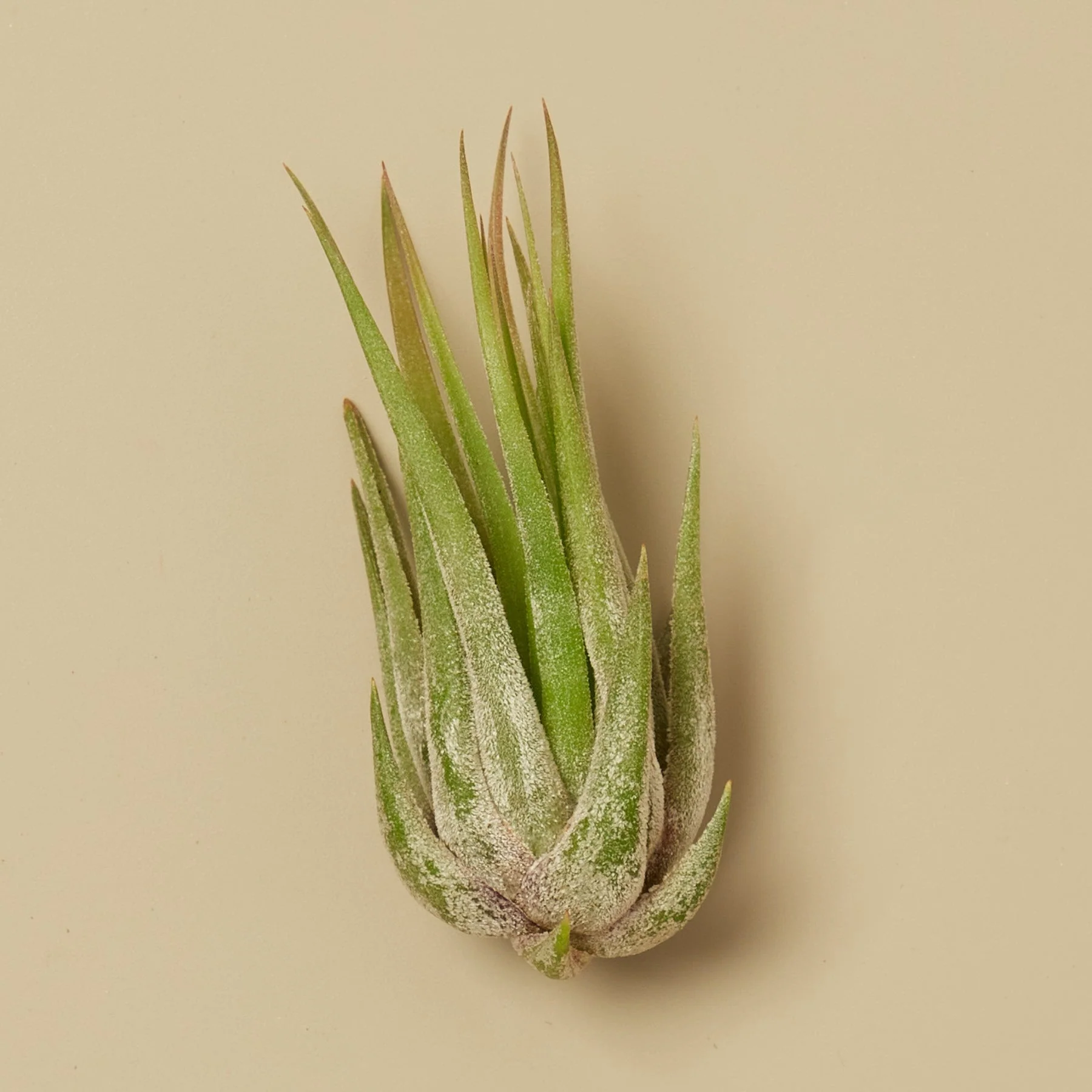 Tillandsia Air Plant Kolby - 10 Pack