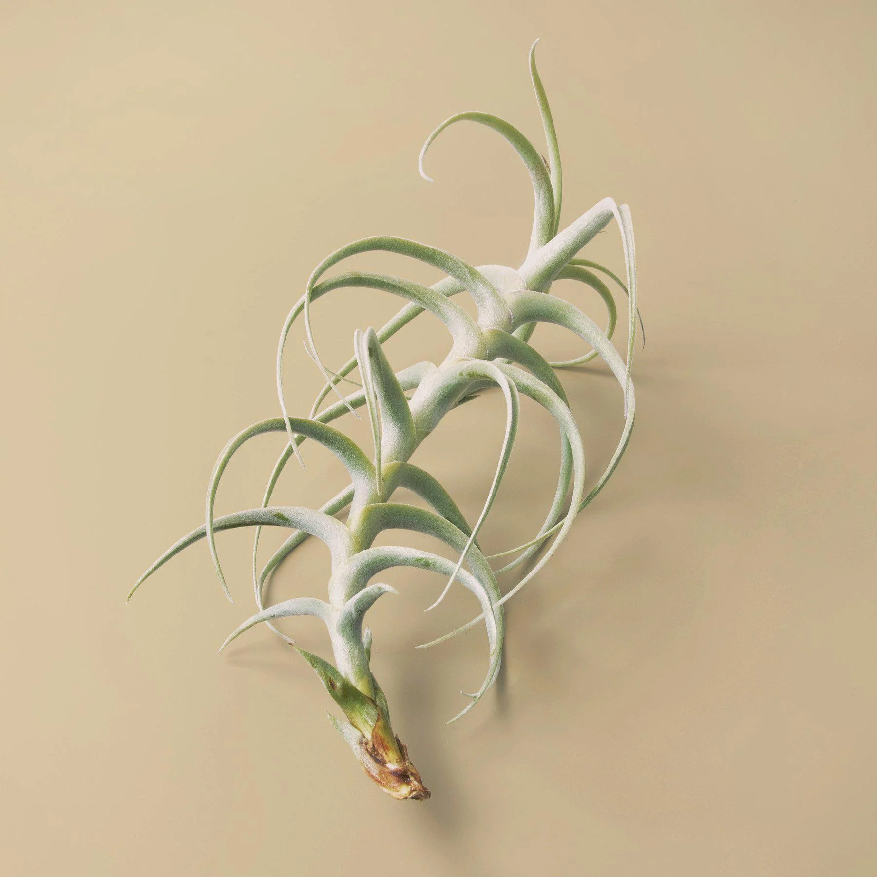 Tillandsia Air Plant Paleacea x Tectorum