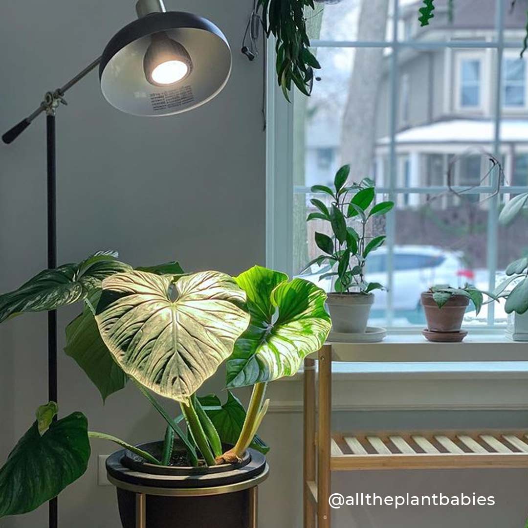 Vita™ Grow Light - Image 5