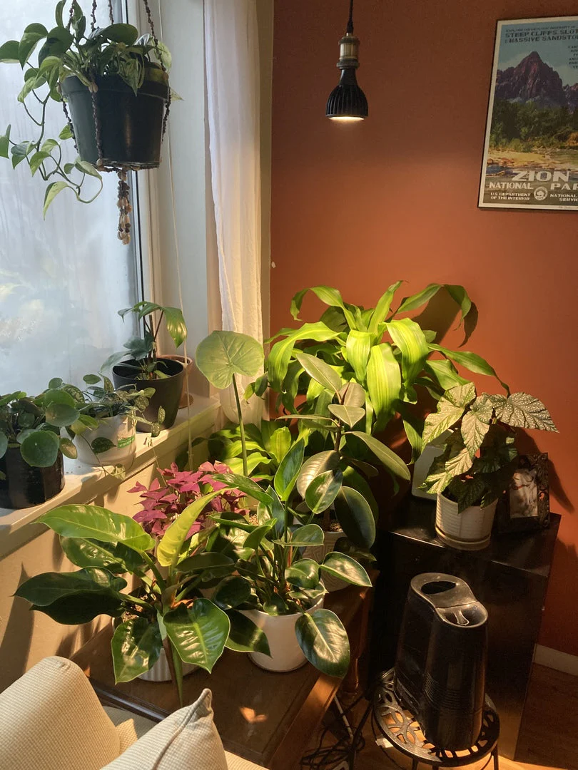 Vita™ Grow Light - Image 7