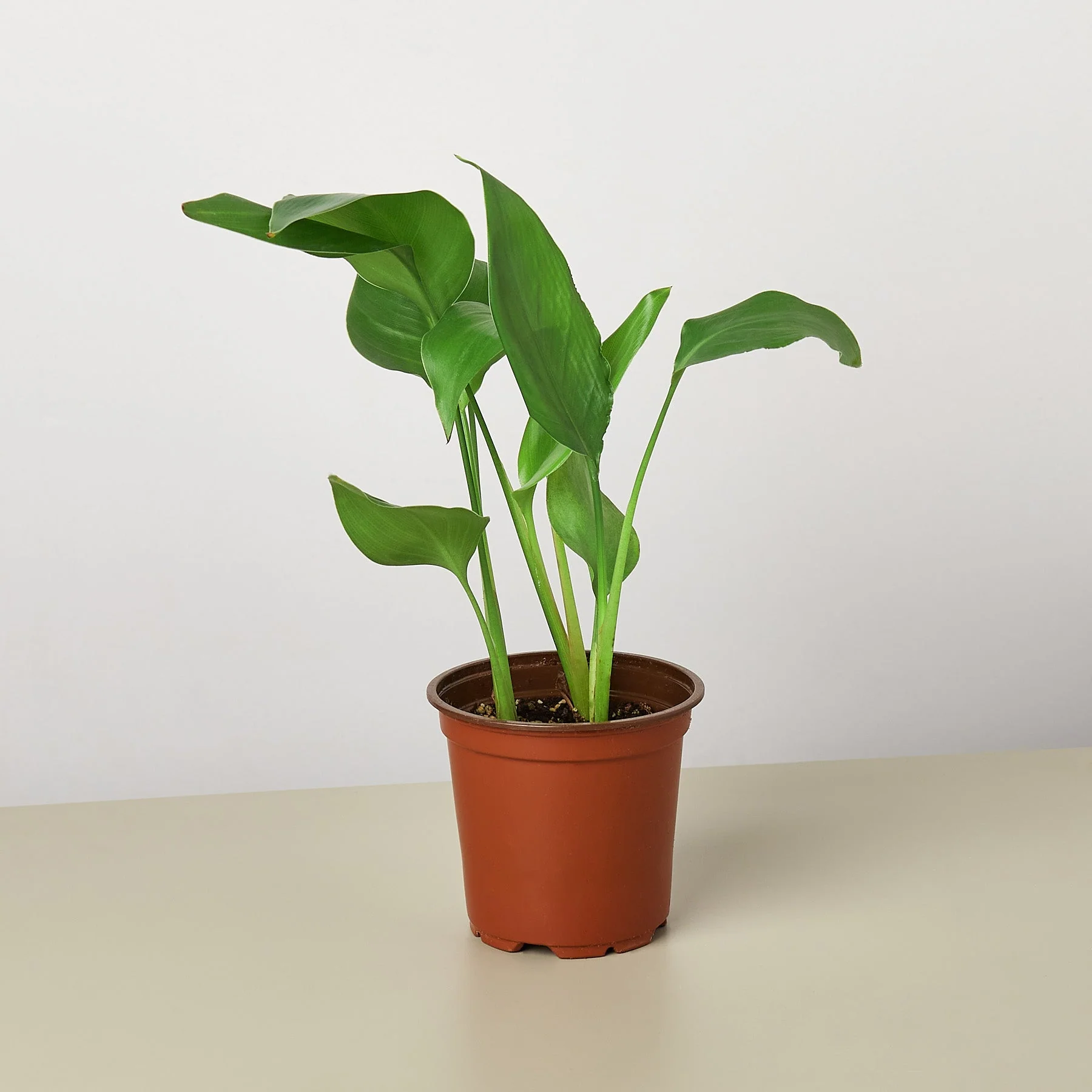 White Bird of Paradise 'Strelitzia Nicolai' - Image 3