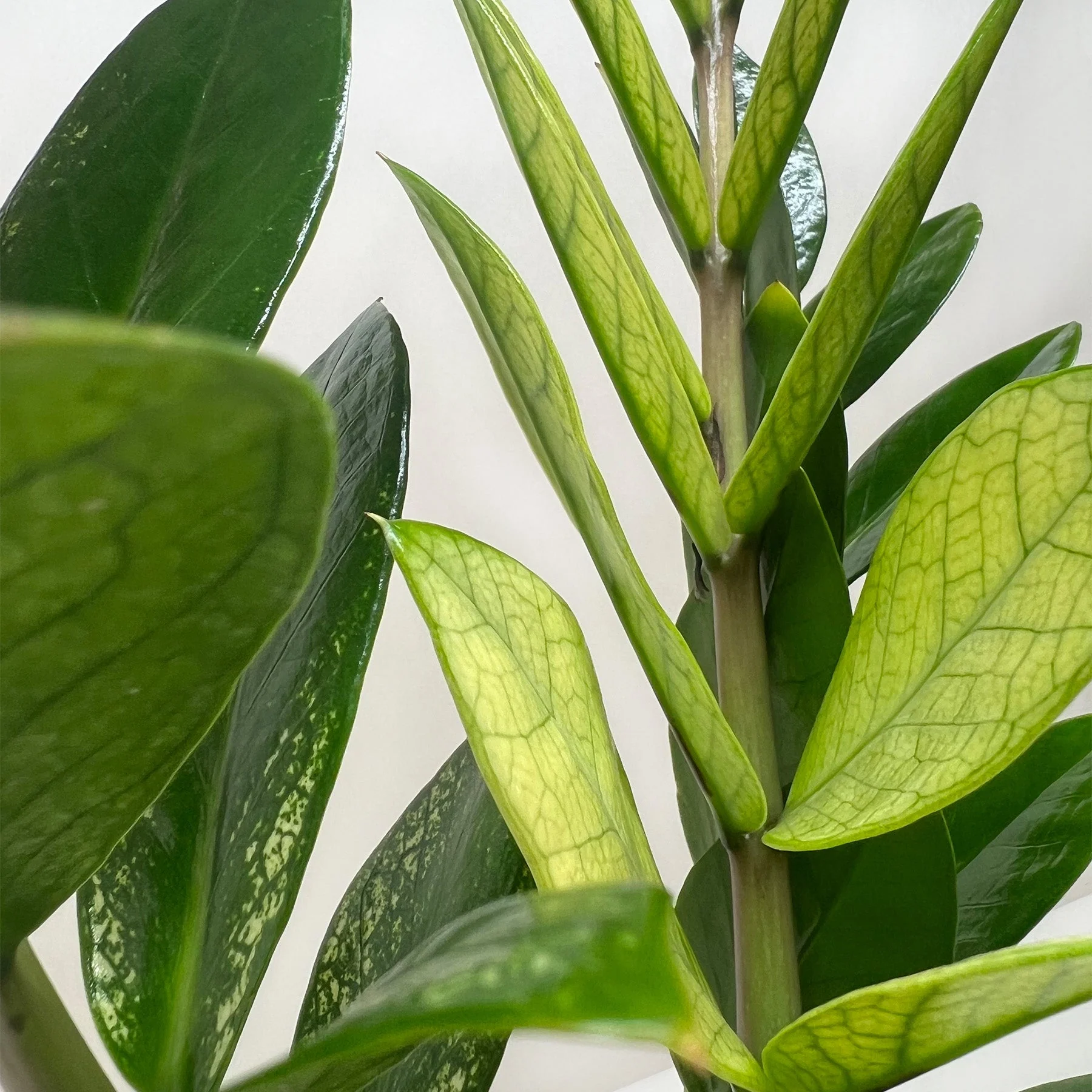 Zamioculcas 'Chameleon' - Image 2