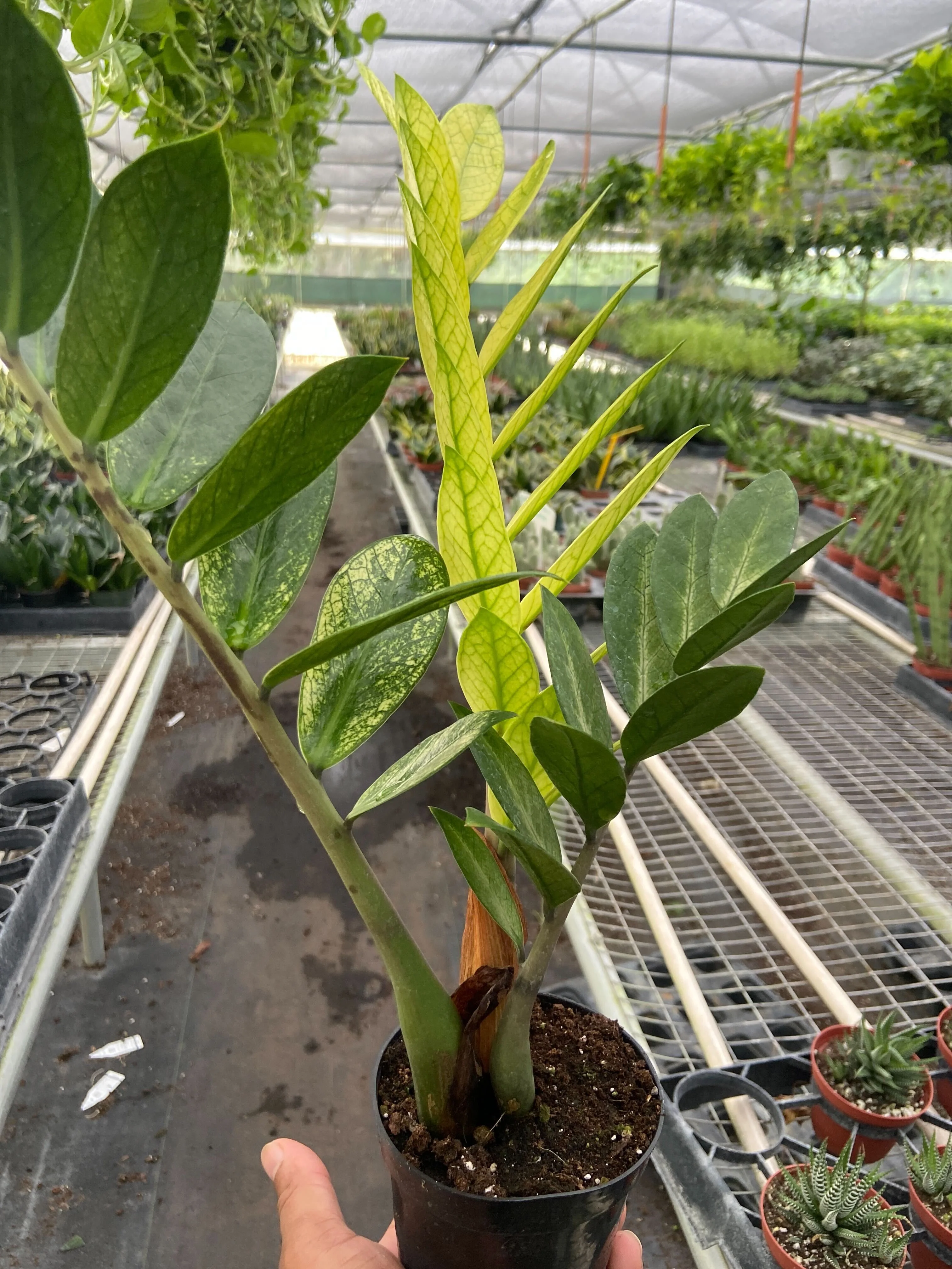 Zamioculcas 'Chameleon' - Image 3