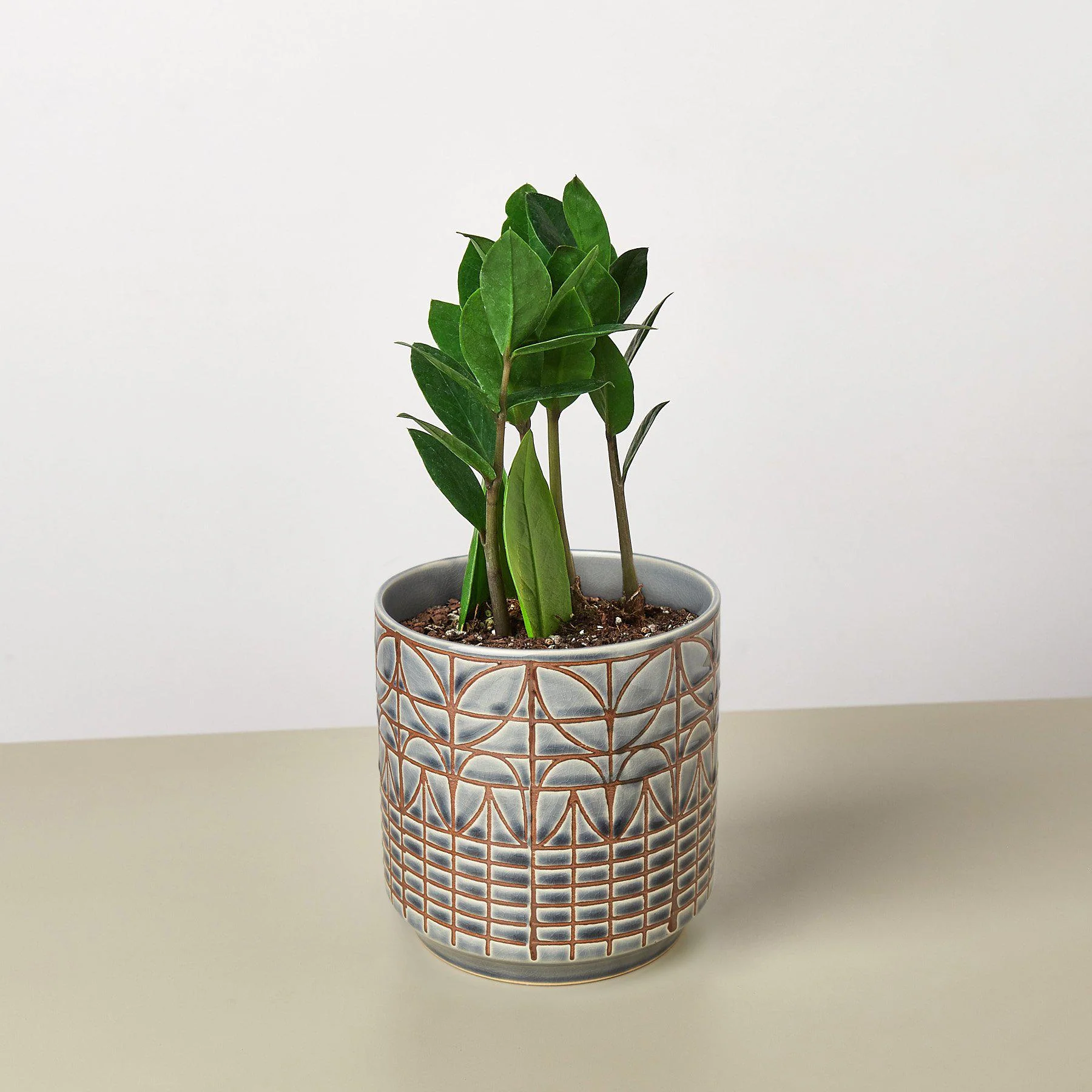 Zamioculcas Zamiifolia 'ZZ' - Image 6