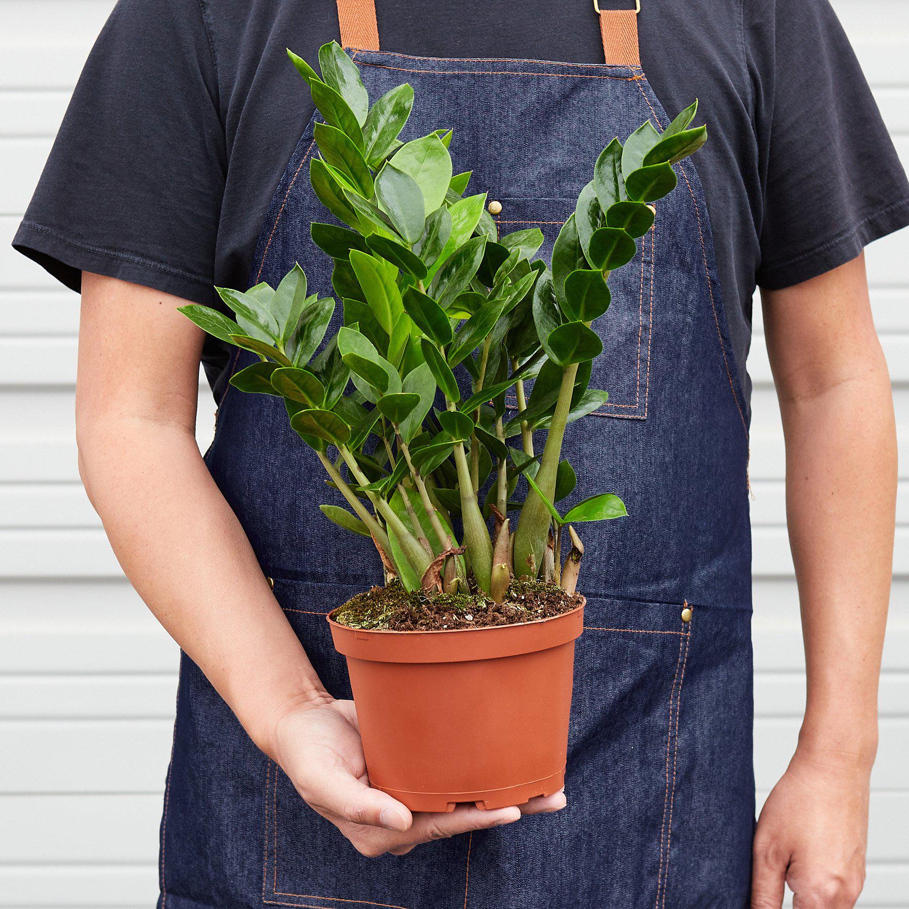 Zamioculcas Zamiifolia 'ZZ' - Image 7