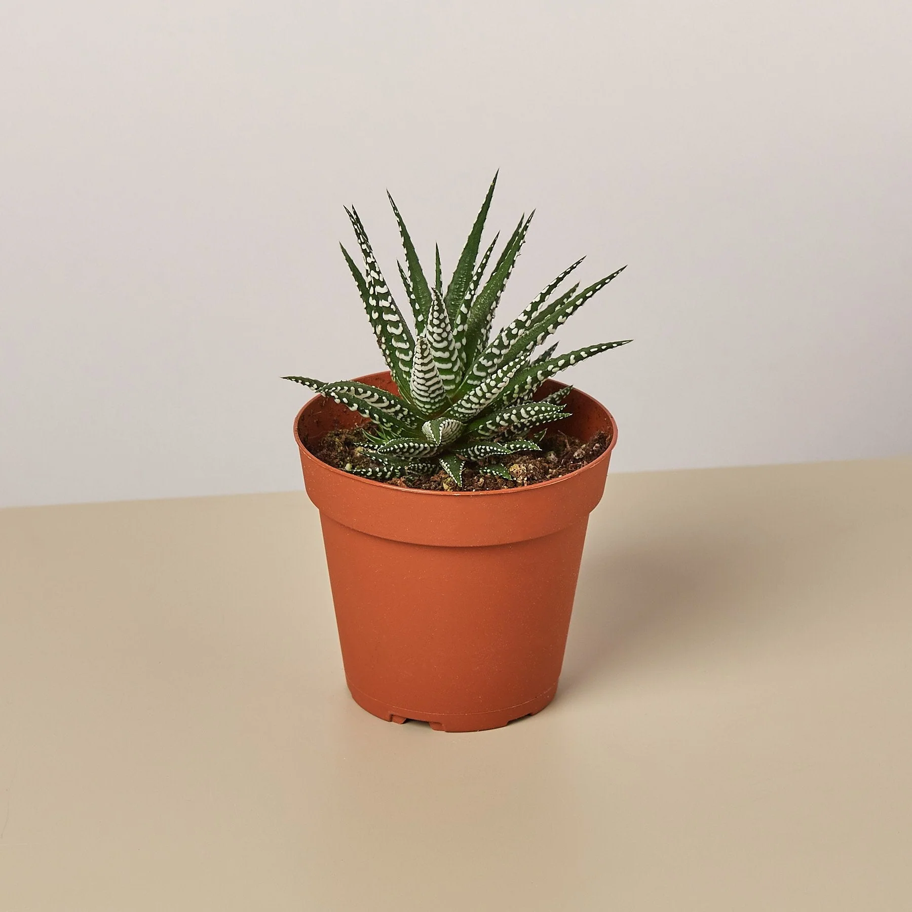 Zebra Succulent - Image 3